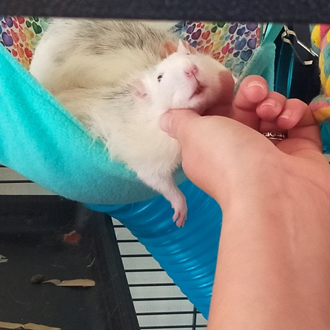 Comfy Rat