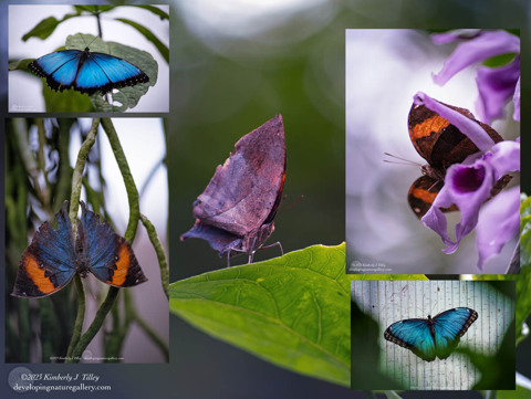The Dead Leaf and Blue Morpho Butterflies