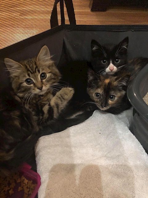 Some kittens we have been taking care of