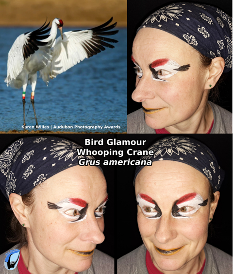 Whooping Crane Bird Glamour