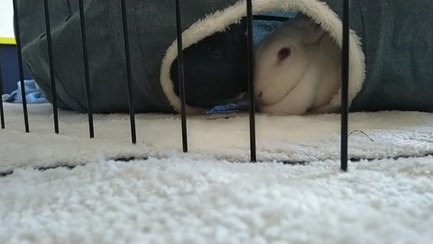 Two buns snug in a tunnel