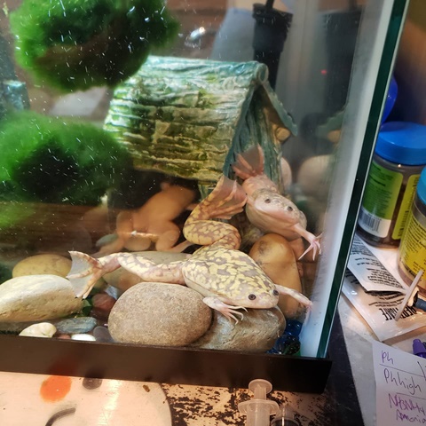 New froggies are here!!!