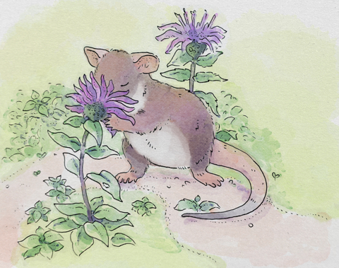 Botanist Rat