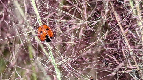 Lady Bug Action