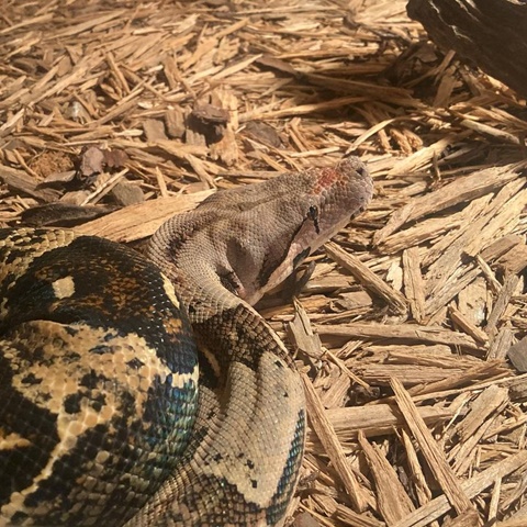 Happy World Snake Day - Meet Guess