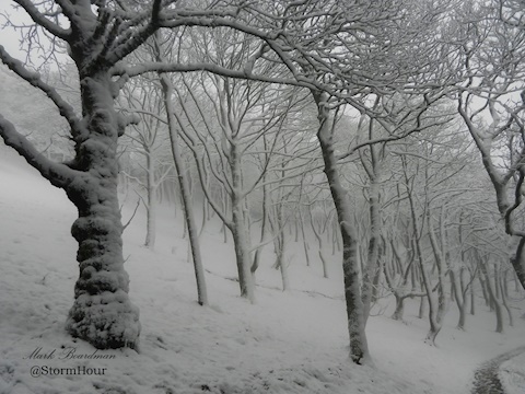 Snow In Macclesfield Forest
