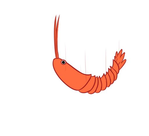 Shrimp gif