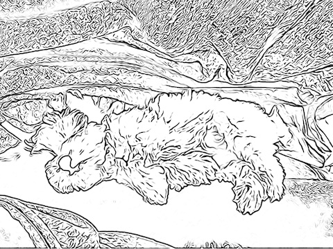 Yesterday’s colouring page - Dexter’s Snooze