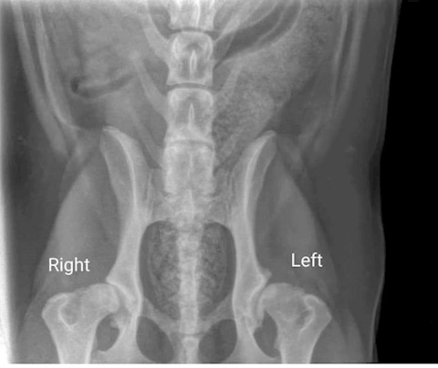 Seren's Hip X-Rays