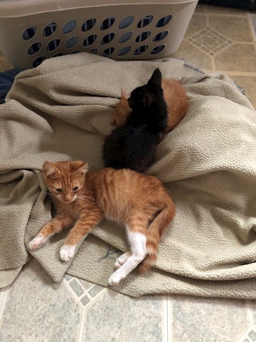 Rescue Kittens