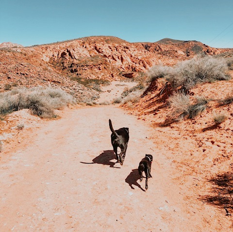 Hiking with dogs 