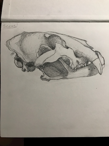 Tiger Skull Study