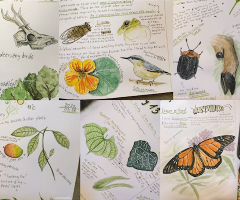 Shots from my Biomimicry Journal