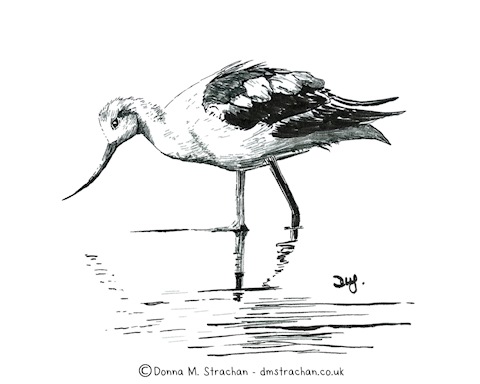 Avocet bird drawing