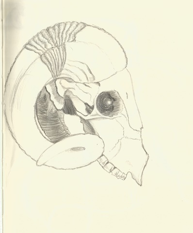 Sketchbook page: Ram's Skull