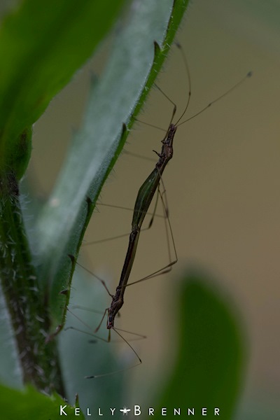 A backyard surprise - stilt legged bugs