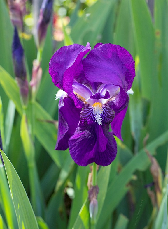 Iris Bloom - sample
