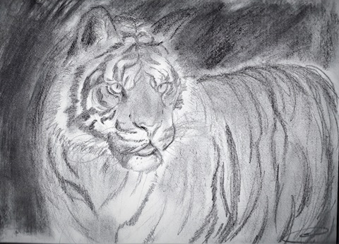 Traditional Tiger