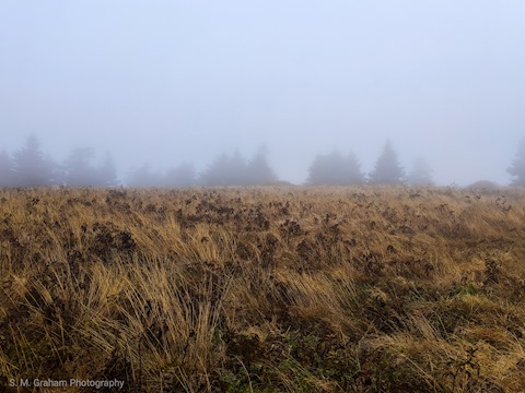Roan Mountain Fog