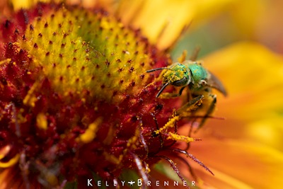 A gem in my yard - green sweat bee