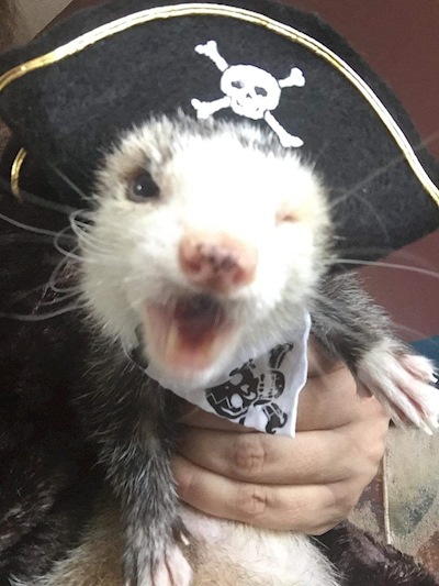 The one and only Pez the Pirate!