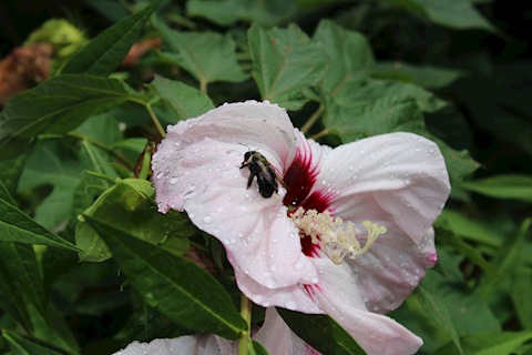 Cincinnati Bee