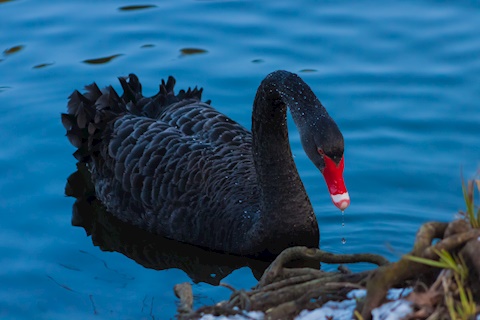 Black Swan