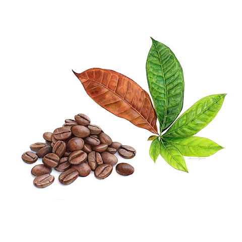 Coffee Beans and Leaves