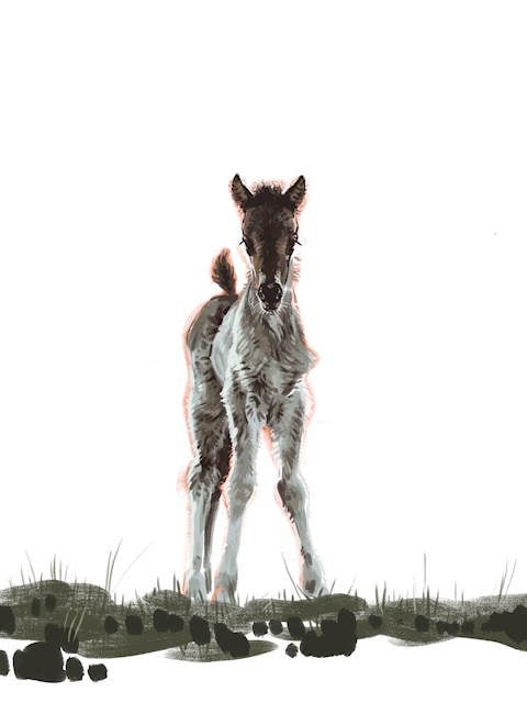 Foal - [Photo Study]