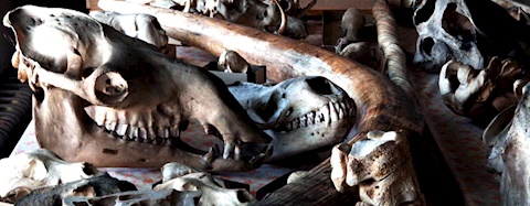 Table of mammal skulls
