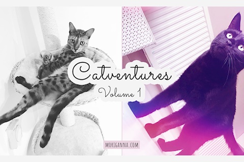 Catventures, volume 1