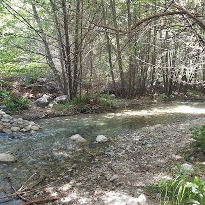 The Creek