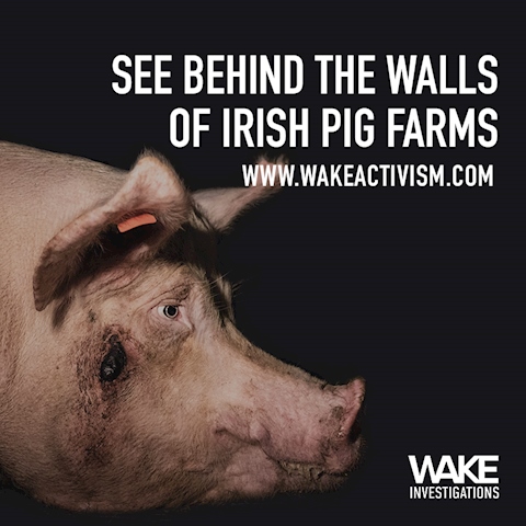 Behind the walls of Irish pig farms 2018-'19