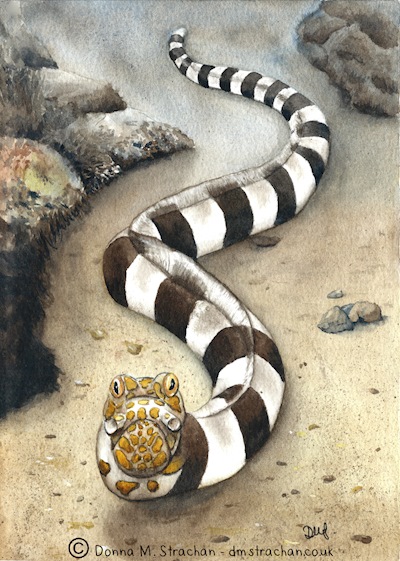 Napoleon Snake Eel