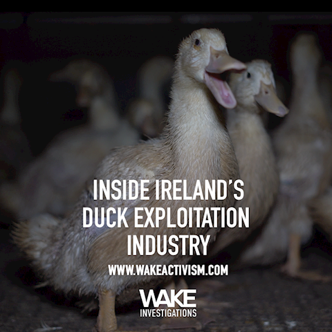 Living Hell for Ducks in Ireland - 2019