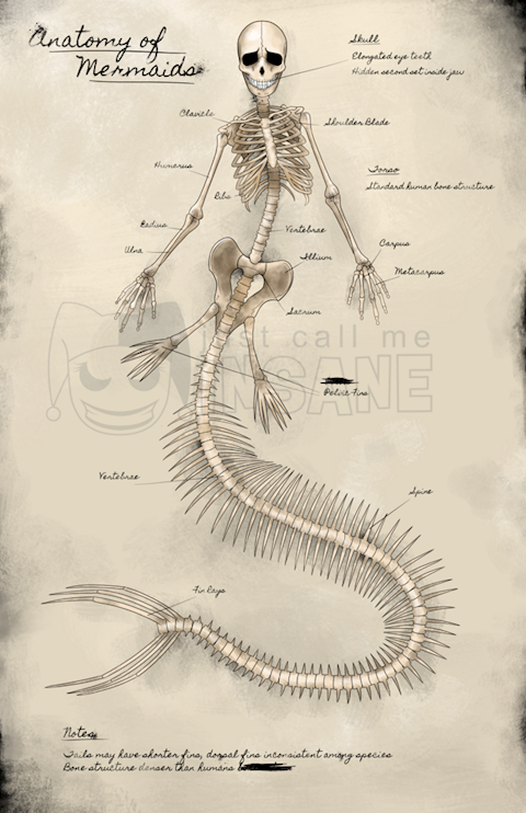 Mermaid Skeleton Anatomy