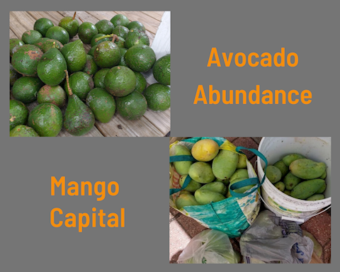 Mango Capital