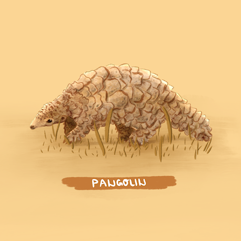 Pangolin - endangered species